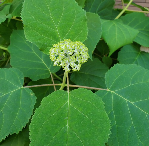 街中の花は、控えめで地味な花 街中の花は、控えめで地味な花