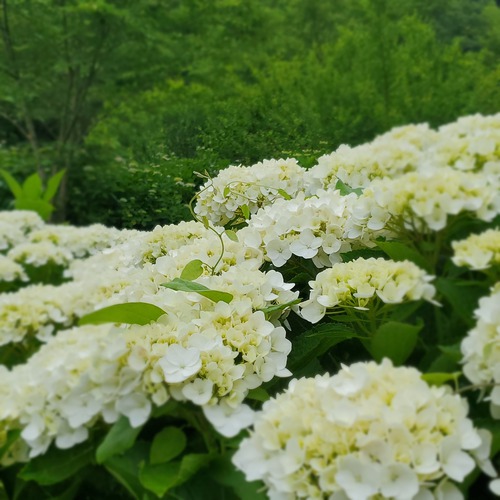 口が破れそうになった。 口が破れそうになった。