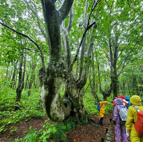 鳥海山麓の神秘なブナの森を歩く。 鳥海山麓の神秘なブナの森を歩く。