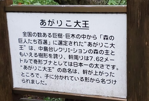 鳥海山麓の神秘なブナの森を歩く。 鳥海山麓の神秘なブナの森を歩く。