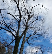 空と椿と木とひとり時間