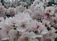今日も桜時間