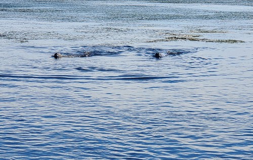 この世の果てのトドワラと野付半島 この世の果てのトドワラと野付半島