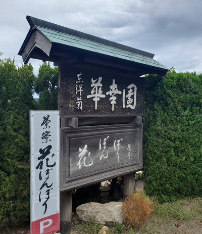 何年かぶりの花ぼんぼり 何年かぶりの花ぼんぼり