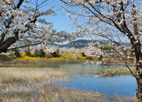 韓国桜旅情、街が桜の中に埋もれていた。 韓国桜旅情、街が桜の中に埋もれていた。