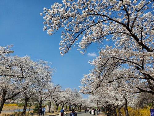 韓国桜旅情、街が桜の中に埋もれていた。 韓国桜旅情、街が桜の中に埋もれていた。