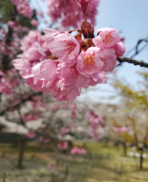 桜と阿波踊りを堪能した週末 桜と阿波踊りを堪能した週末