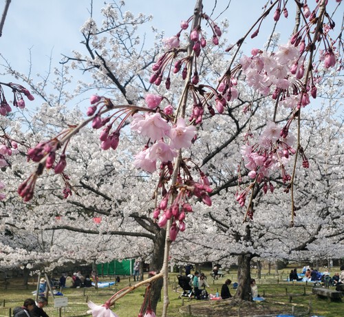 桜と阿波踊りを堪能した週末 桜と阿波踊りを堪能した週末