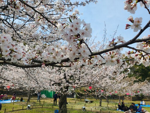 桜と阿波踊りを堪能した週末 桜と阿波踊りを堪能した週末