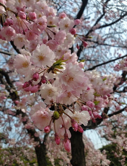 桜と阿波踊りを堪能した週末 桜と阿波踊りを堪能した週末