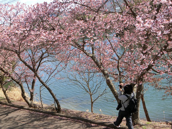 テレビの力はすごい「寒桜で花見」 テレビの力はすごい「寒桜で花見」