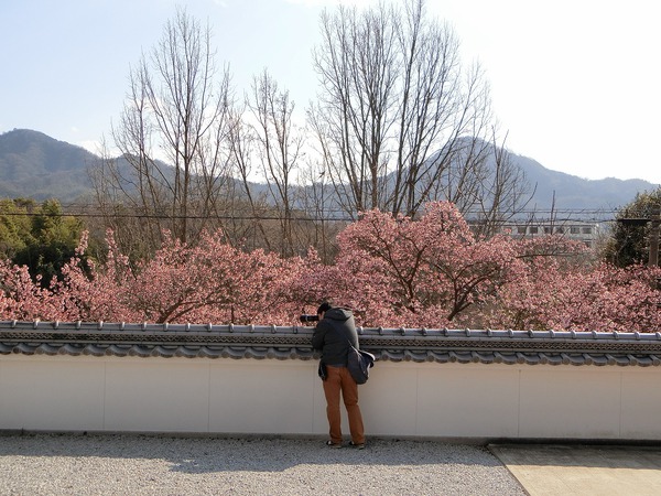 テレビの力はすごい「寒桜で花見」 テレビの力はすごい「寒桜で花見」