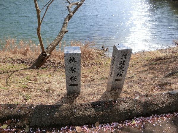 テレビの力はすごい「寒桜で花見」 テレビの力はすごい「寒桜で花見」