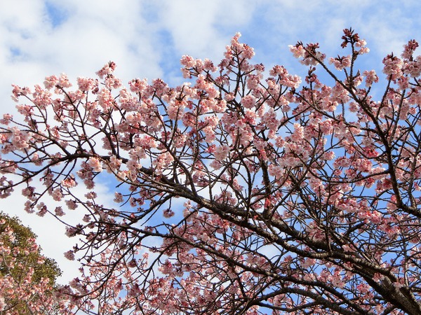 テレビの力はすごい「寒桜で花見」 テレビの力はすごい「寒桜で花見」