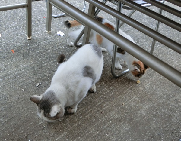 猫と坂道の伊吹島へ行った。