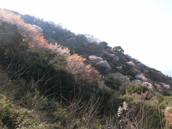 天空の鳥居と七宝山縦走 天空の鳥居と七宝山縦走