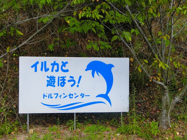 イルカと遊ぶ イルカと遊ぶ