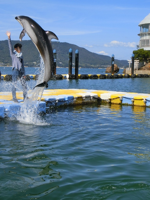 イルカと遊ぶ イルカと遊ぶ