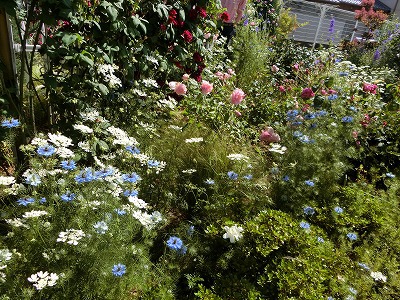 薔薇の花園におじゃましました。 薔薇の花園におじゃましました。