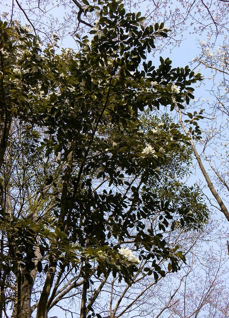 この木なんの木、気になる木♪ この木なんの木、気になる木♪