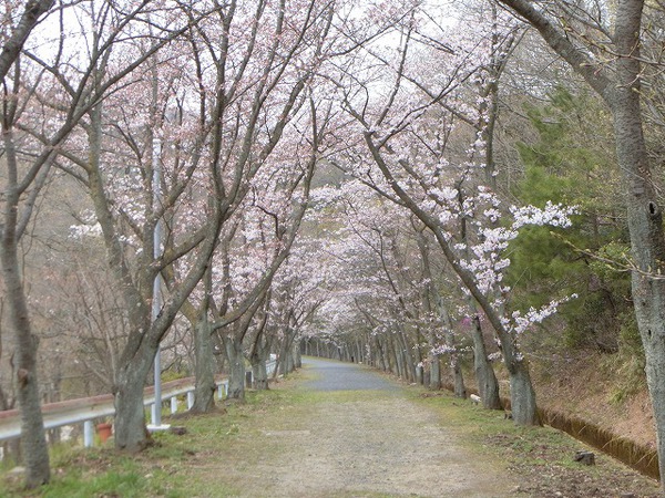 志村けんさんの訃報で・・・峰山公園 志村けんさんの訃報で・・・峰山公園