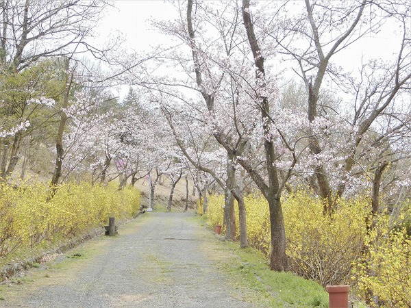 志村けんさんの訃報で・・・峰山公園 志村けんさんの訃報で・・・峰山公園