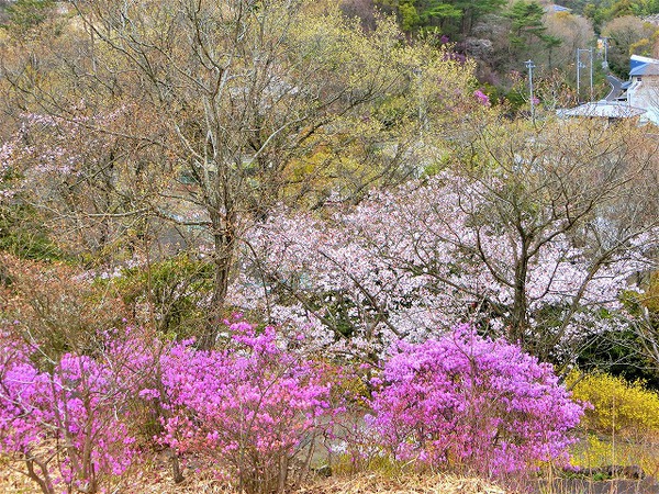 志村けんさんの訃報で・・・峰山公園 志村けんさんの訃報で・・・峰山公園