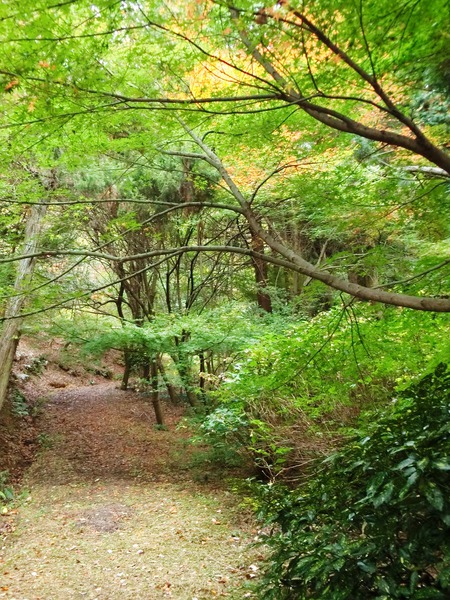 落ち葉の道を歩いて~ 落ち葉の道を歩いて~