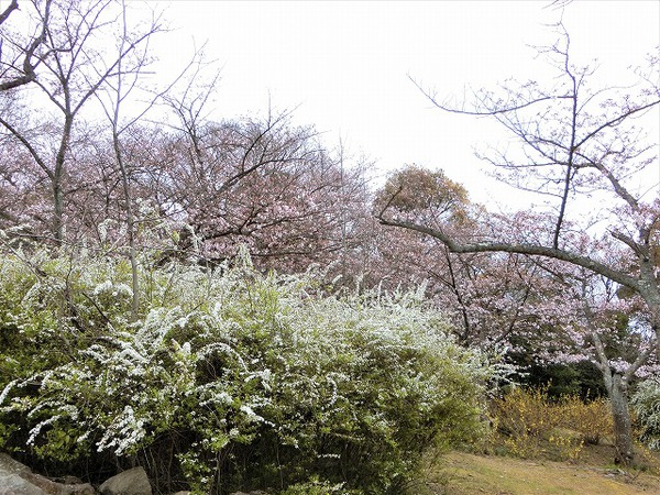 志村けんさんの訃報で・・・峰山公園 志村けんさんの訃報で・・・峰山公園