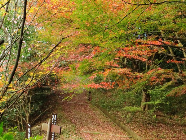 落ち葉の道を歩いて~ 落ち葉の道を歩いて~