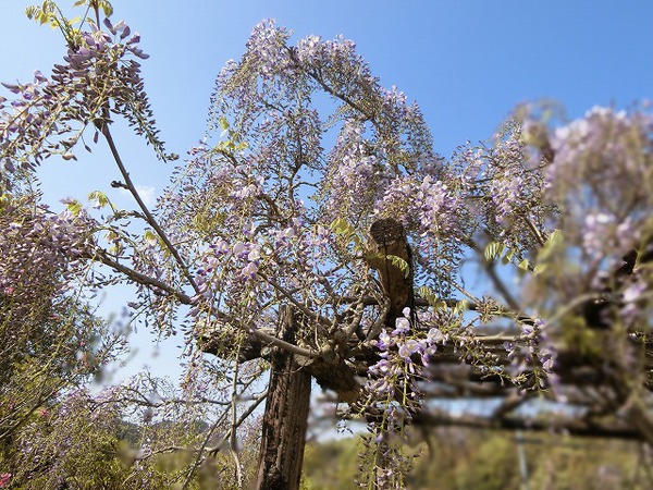 見納めの藤の花と切るに忍ばないモッコウバラ