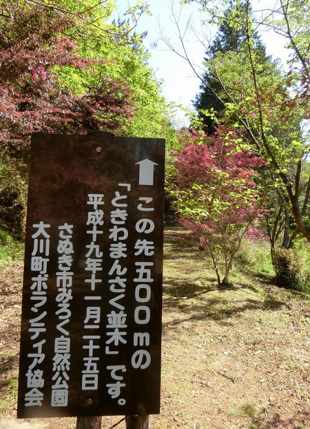 濃いピンク色の世界「マンサクロード」 濃いピンク色の世界「マンサクロード」