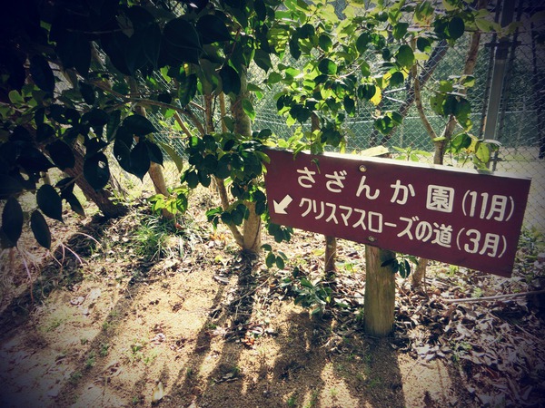 ぶらり散歩の向こうには ぶらり散歩の向こうには