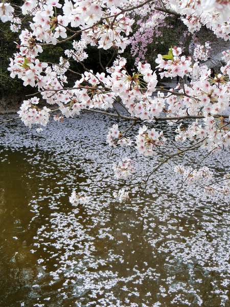 ワタシたちの毎日は、不要不急の生活 ワタシたちの毎日は、不要不急の生活