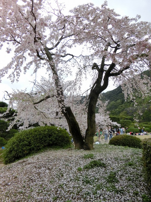 お茶会と桜と椿 お茶会と桜と椿