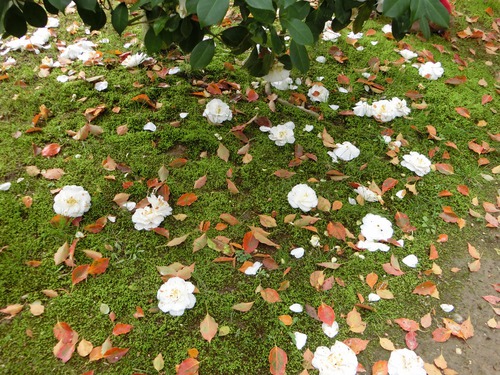 お茶会と桜と椿 お茶会と桜と椿