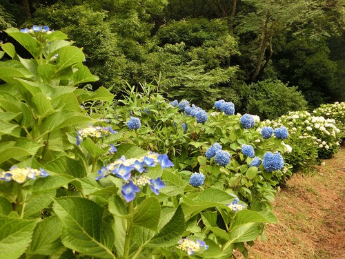 紫陽花『花の寺』へ行く。 紫陽花『花の寺』へ行く。