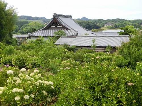 紫陽花『花の寺』へ行く。 紫陽花『花の寺』へ行く。