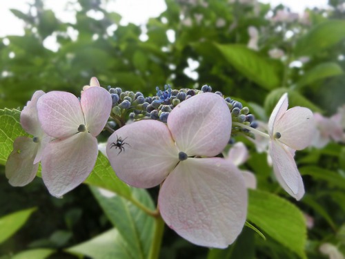 紫陽花『花の寺』へ行く。 紫陽花『花の寺』へ行く。