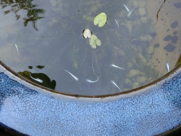ダチョウがいる古民家カフェ ダチョウがいる古民家カフェ