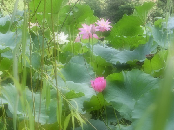 早朝に、二人で出かけたのは 早朝に、二人で出かけたのは