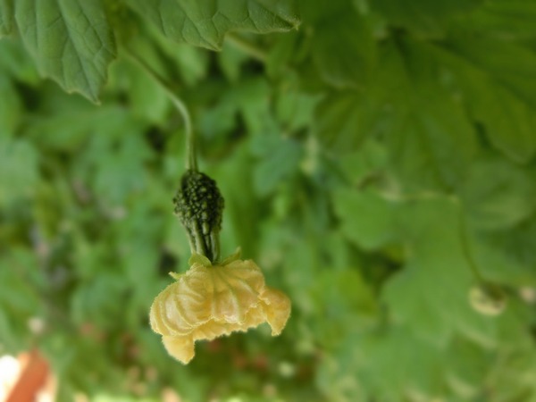 ゴーヤの花には雄花と雌花がある。 ゴーヤの花には雄花と雌花がある。