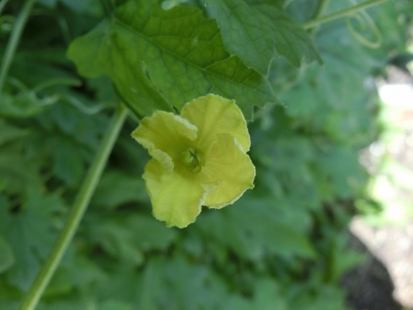 ゴーヤの花には雄花と雌花がある。 ゴーヤの花には雄花と雌花がある。