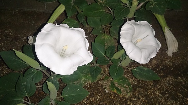 エッ!この花、夕顔でなくて夜顔だなんて エッ!この花、夕顔でなくて夜顔だなんて