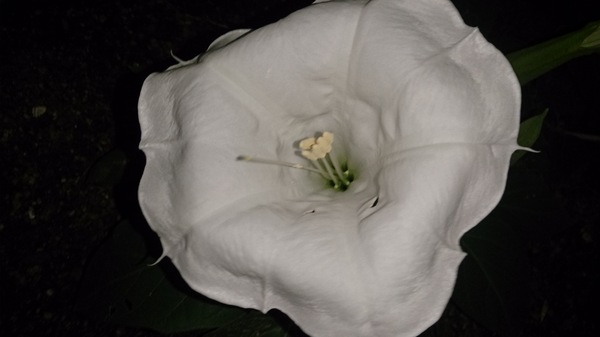 エッ!この花、夕顔でなくて夜顔だなんて エッ!この花、夕顔でなくて夜顔だなんて