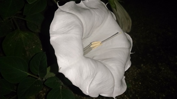 エッ!この花、夕顔でなくて夜顔だなんて エッ!この花、夕顔でなくて夜顔だなんて