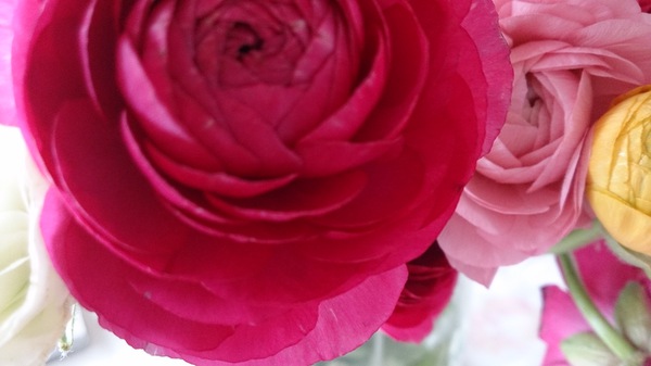 春だから『花』