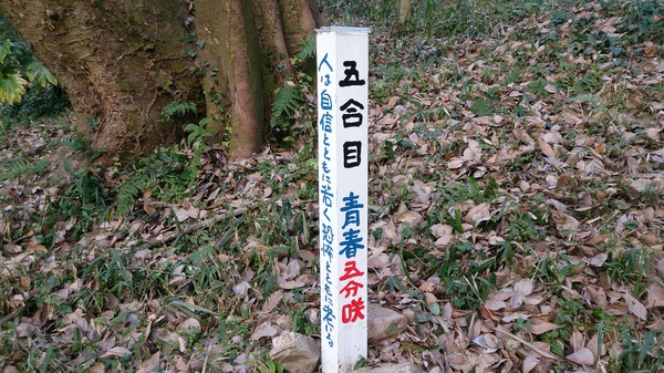 青春を登る。