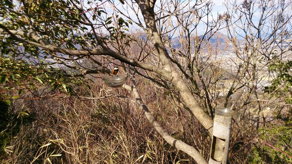 青春を登る。