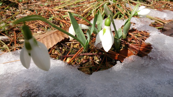 I love snow flower